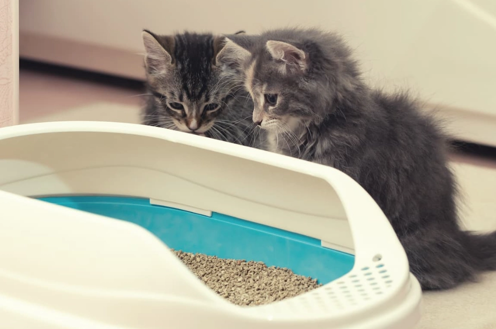 best cat litter veterinarians recommend