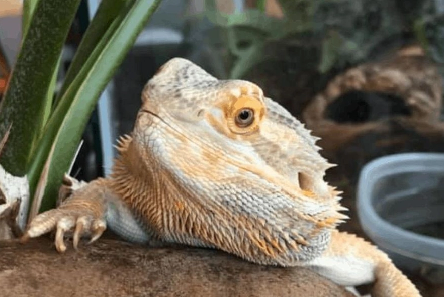 metabolic bone disease MBD metabolic bone disease MBD