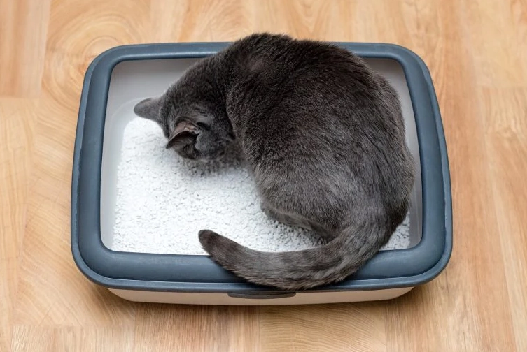 indoor cat litter reviews indoor cat litter reviews