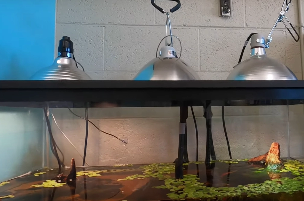 best reptile heating lamp best reptile heating lamp