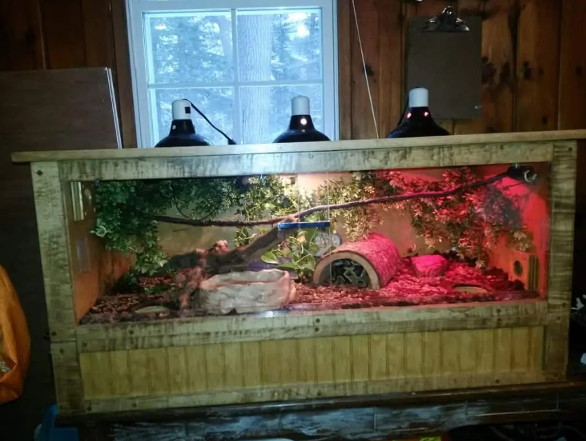 reptile heating guide reptile heating guide