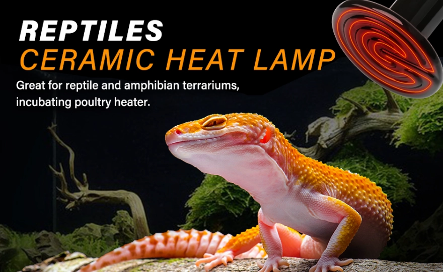 how to set up reptile heat lamp how to set up reptile heat lamp