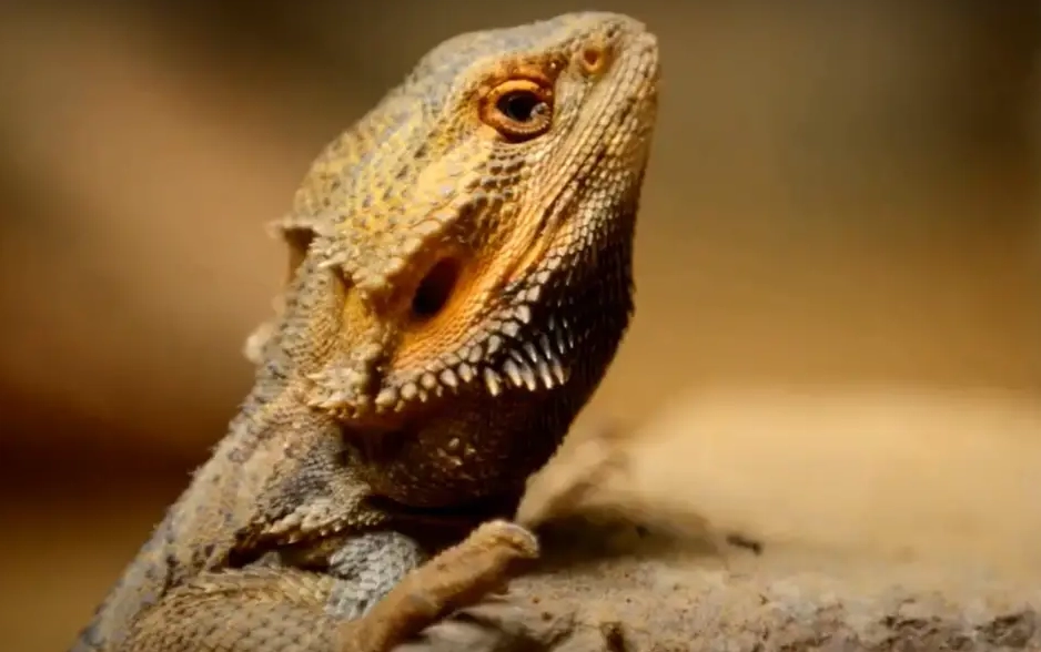 weak limbs bearded dragon weak limbs bearded dragon