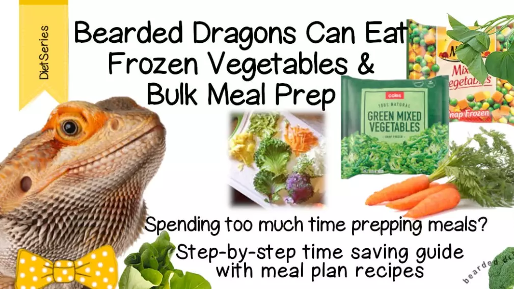 bearded dragon diet bearded dragon diet