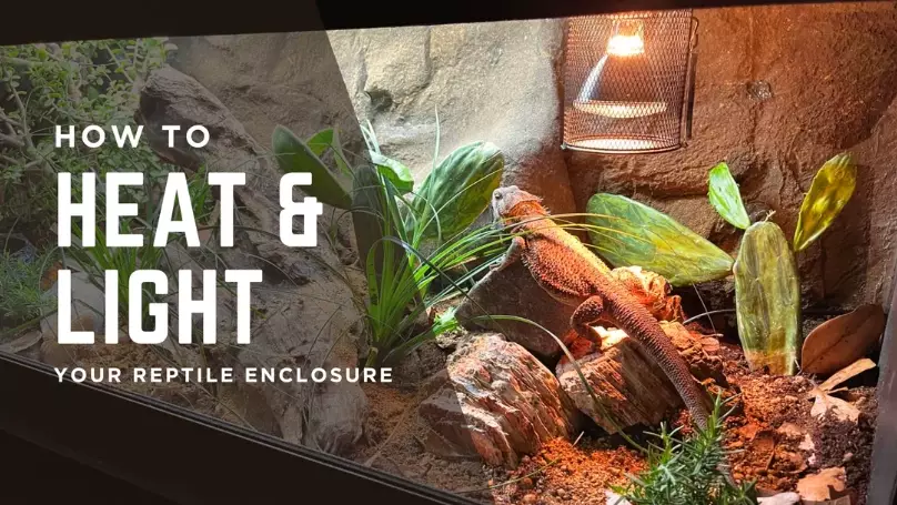 heat lamp for reptiles