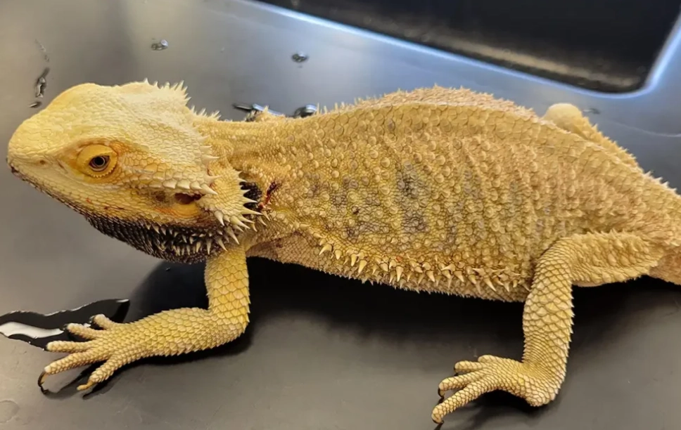 metabolic bone disease MBD metabolic bone disease MBD