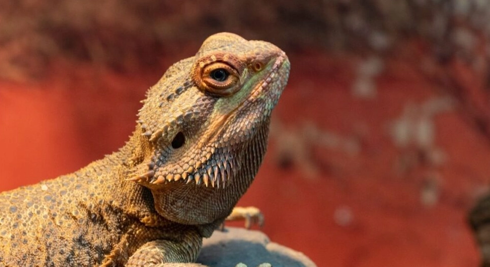 bearded dragon calcium deficiency symptoms bearded dragon calcium deficiency symptoms