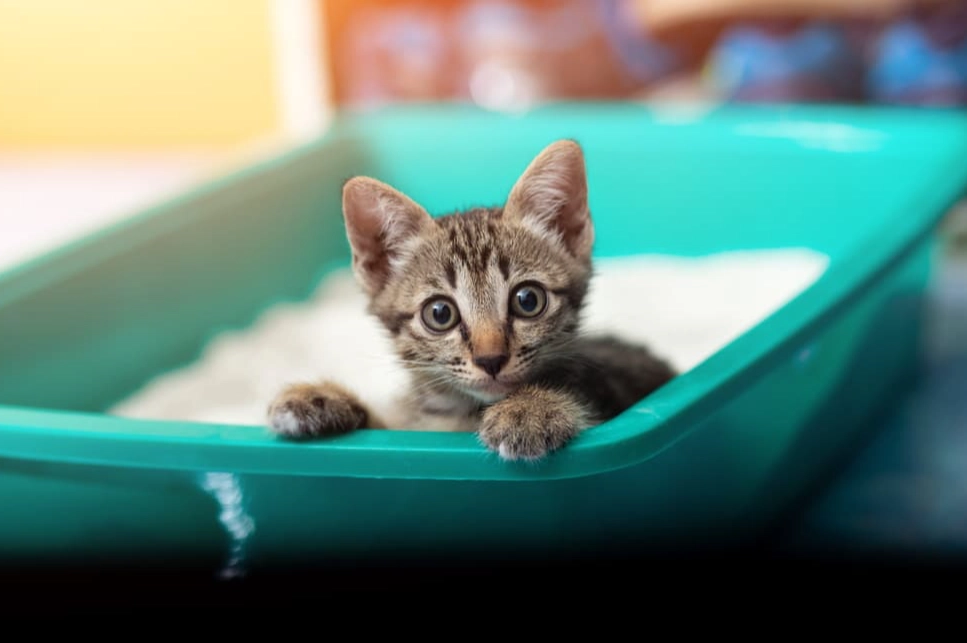 cat litter smell elimination cat litter smell elimination