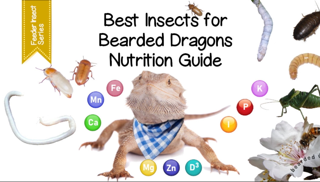 toxic foods for bearded dragons toxic foods for bearded dragons