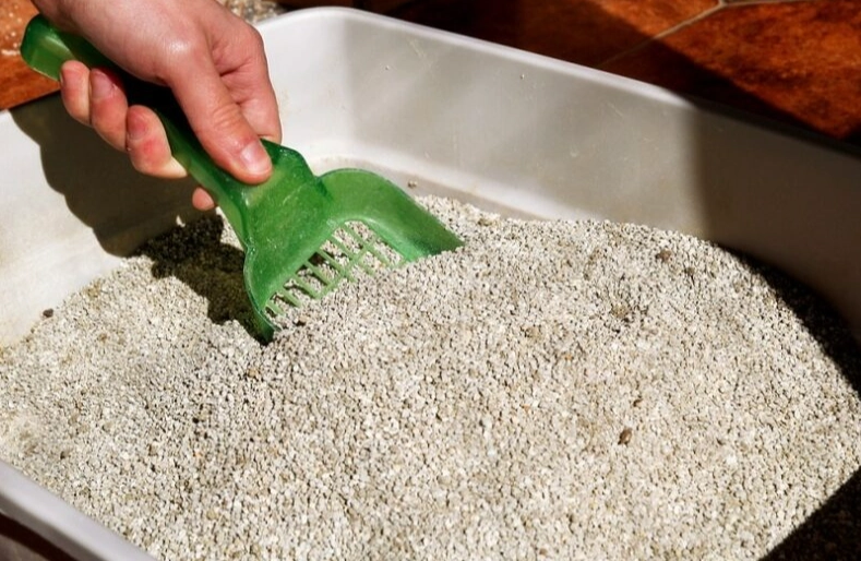 bad cat litter bad cat litter