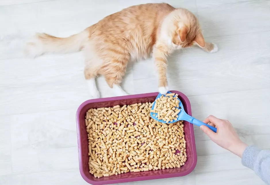 odor control cat litter odor control cat litter