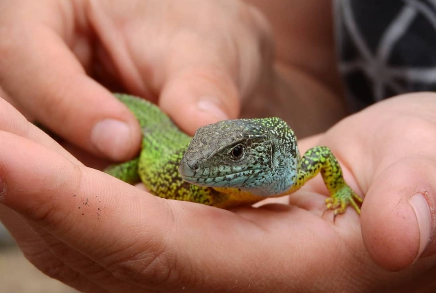 easy pet reptiles easy pet reptiles