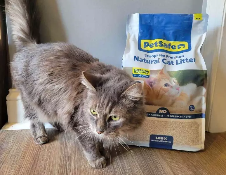 Best litter for cats health