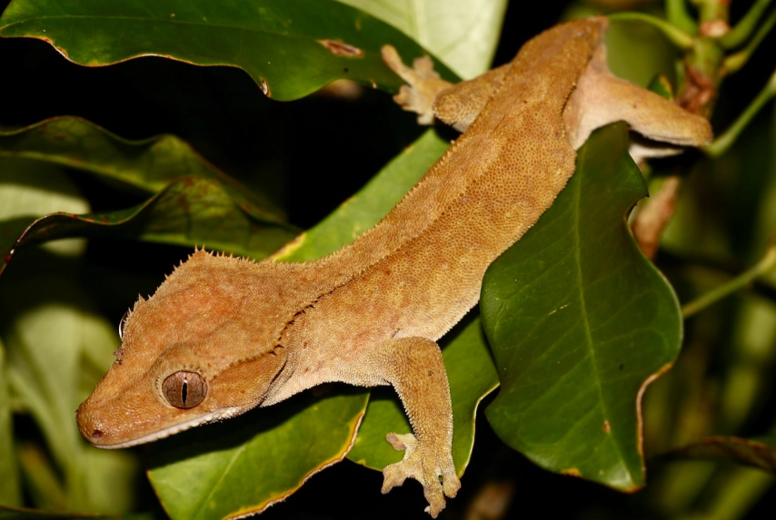 best beginner reptiles best beginner reptiles