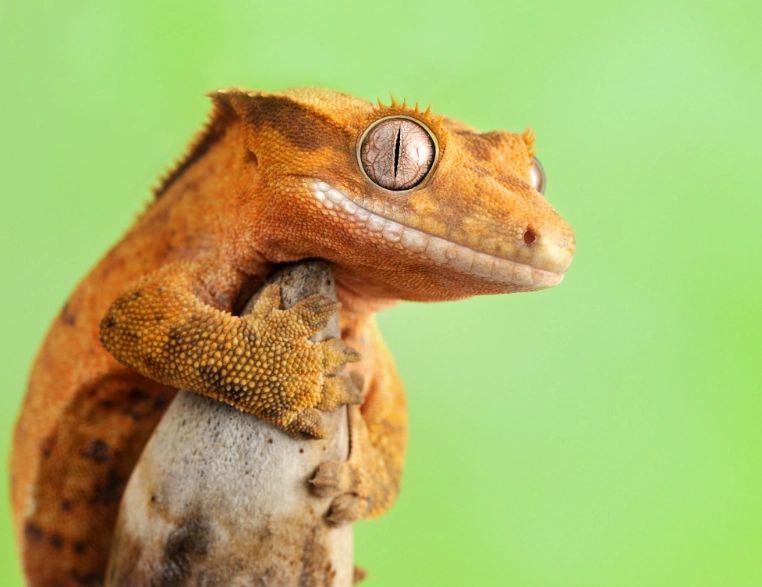 best beginner reptiles best beginner reptiles