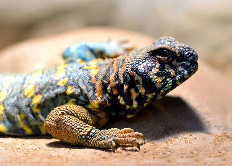 beginner amphibians beginner amphibians