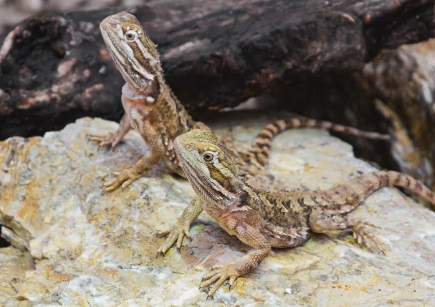 beginner amphibians beginner amphibians