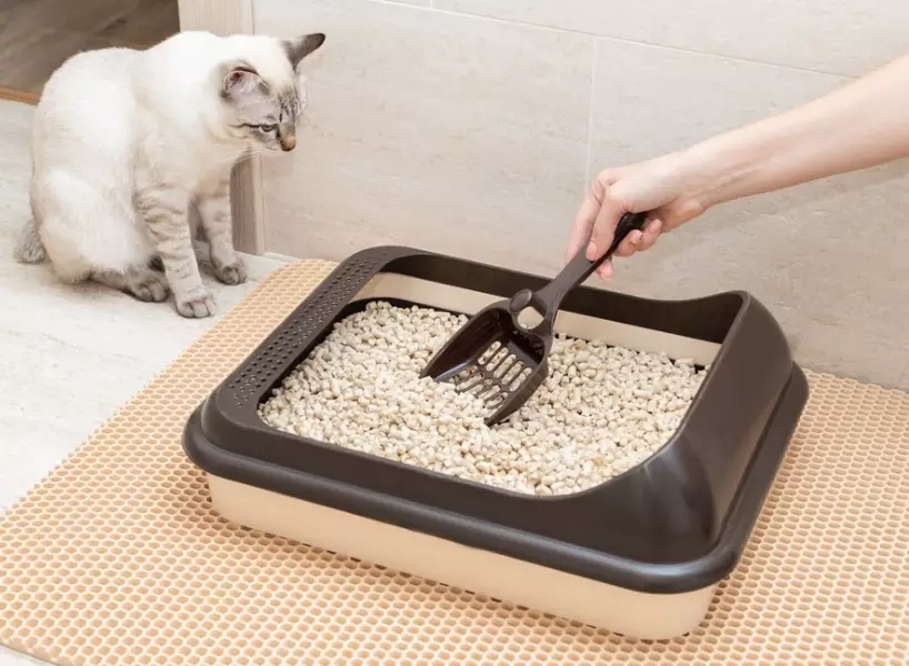 non toxic cat litter non toxic cat litter