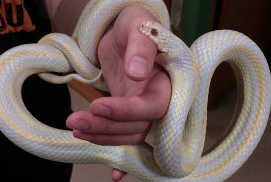 best beginner reptiles best beginner reptiles