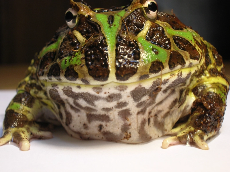 easy pet reptiles easy pet reptiles