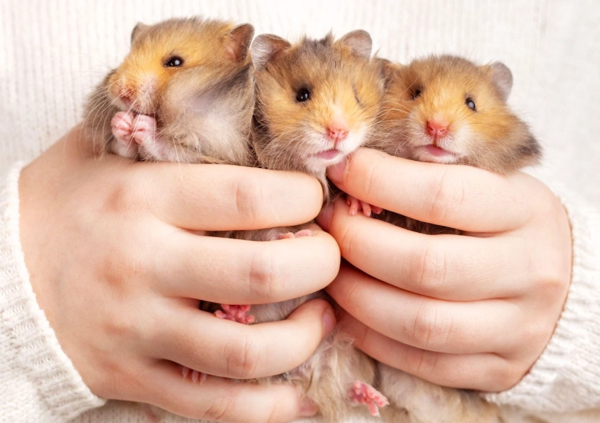 dwarf hamster vs syrian