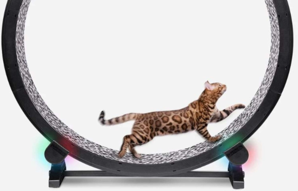 how to exercise indoor cat