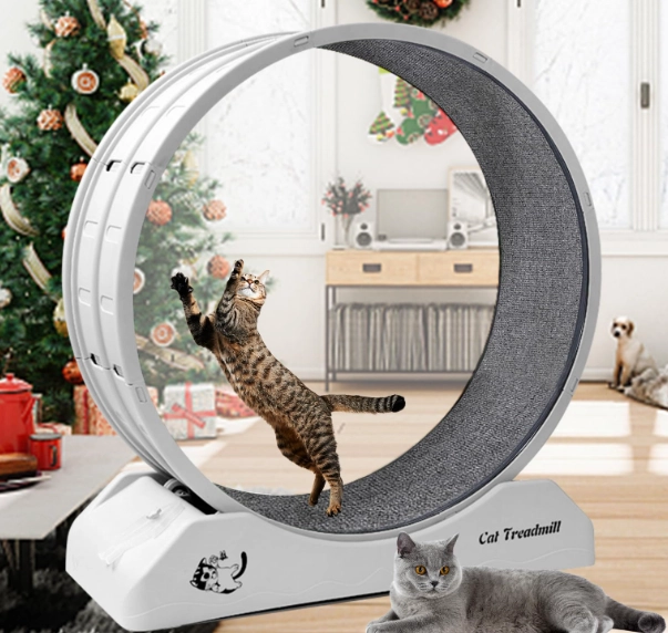 how to exercise indoor cat