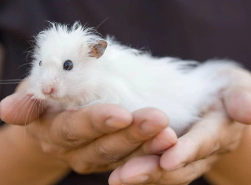 long haired hamster care