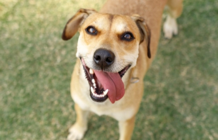 dog weight loss diet