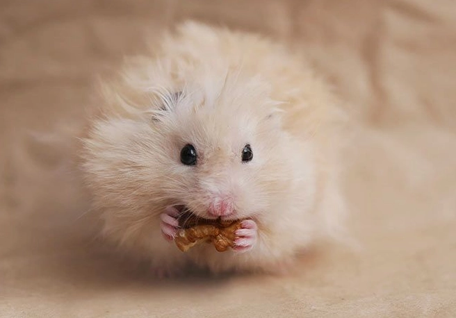 long haired hamster care