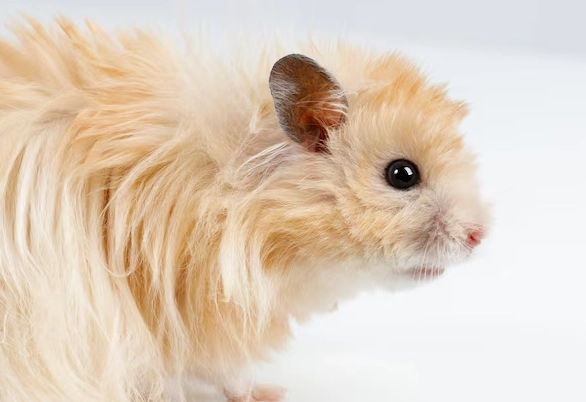 Syrian hamster fluffy