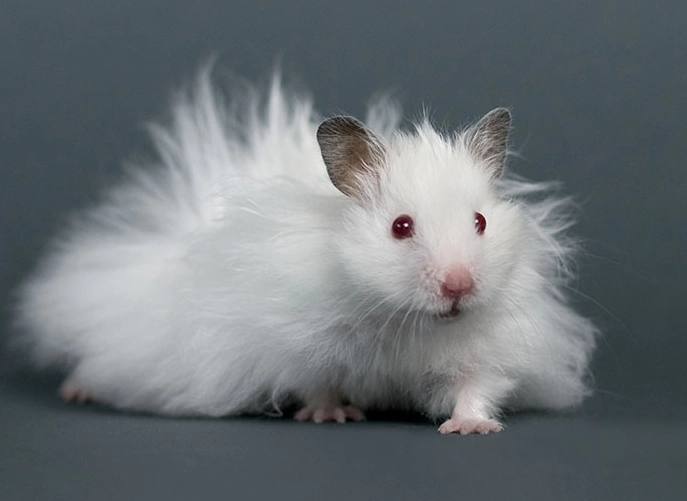 Syrian hamster fluffy