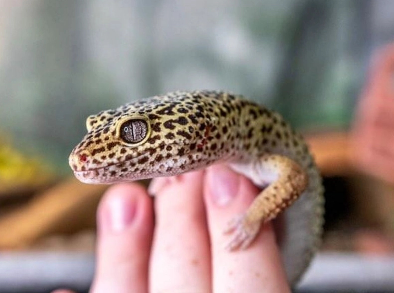 best beginner reptile