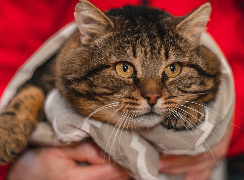 how to exercise an overweight cat