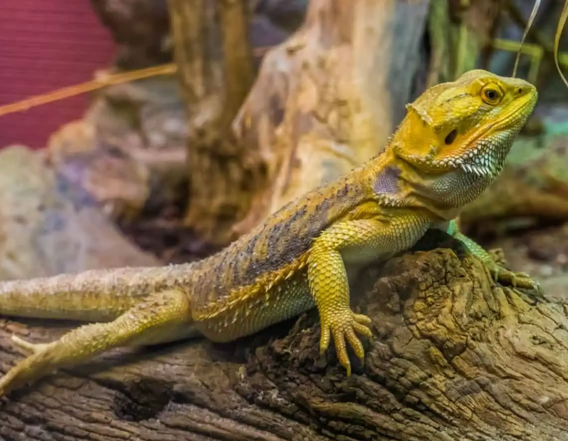best beginner reptile