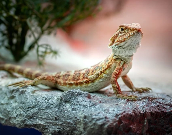 easy pet lizard
