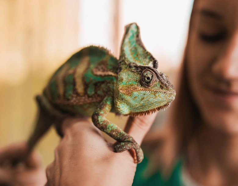 easy to handle reptiles