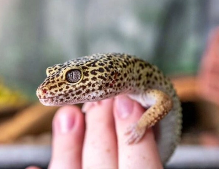 friendly reptile pets