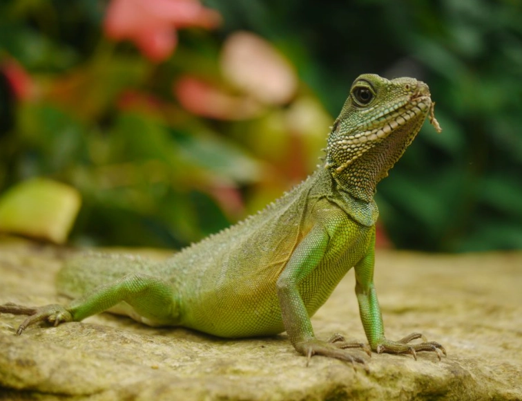 friendly reptile pets