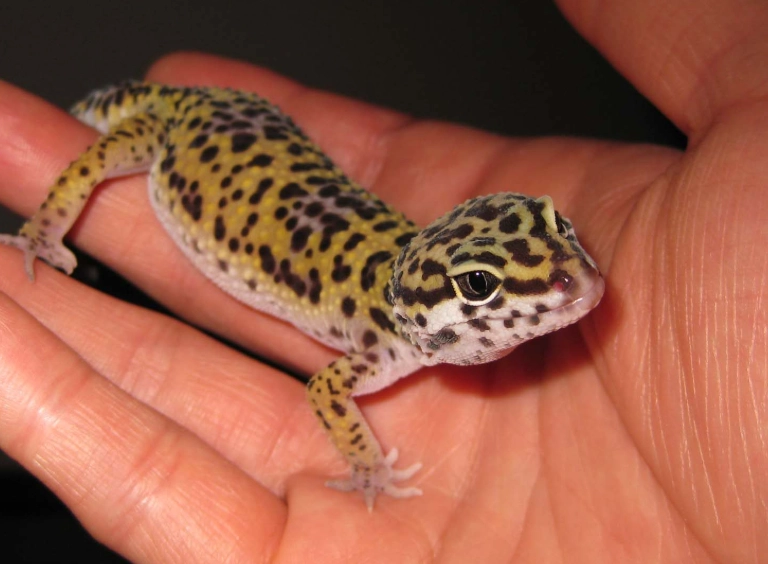easy to handle reptiles