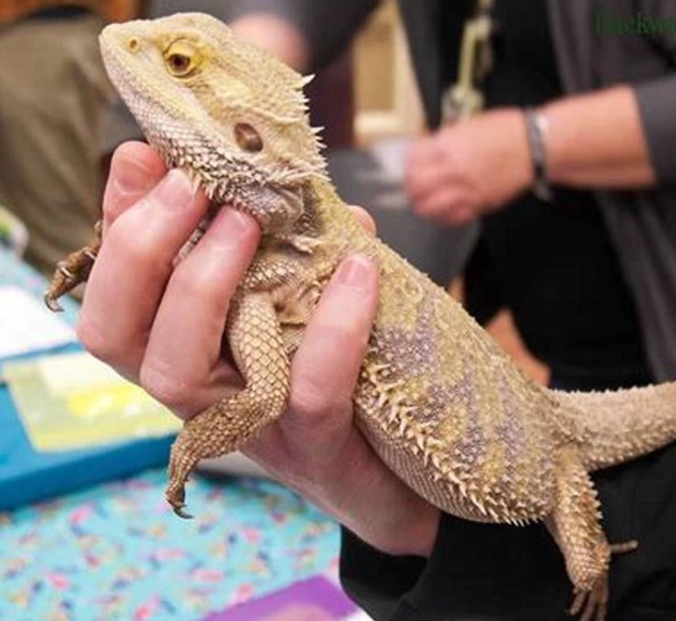 best reptiles for handling