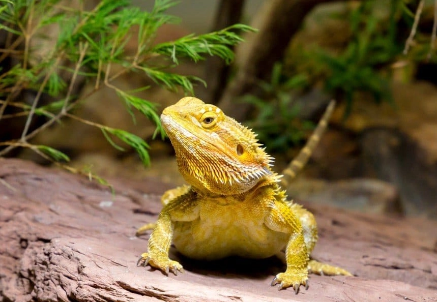 best reptiles for handling