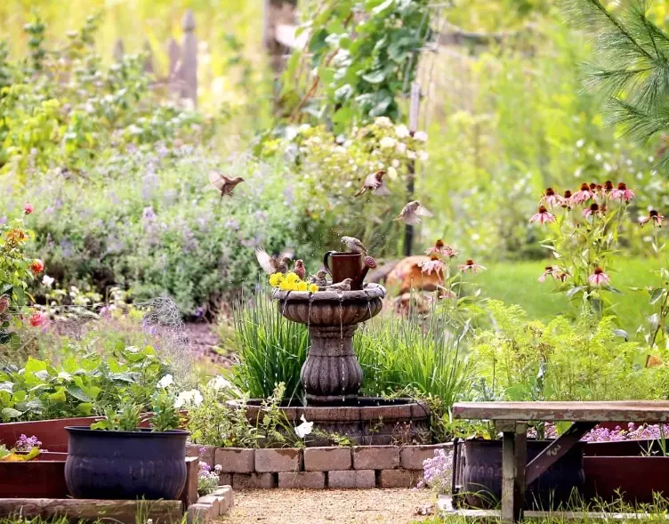 attract birds to garden attract birds to garden