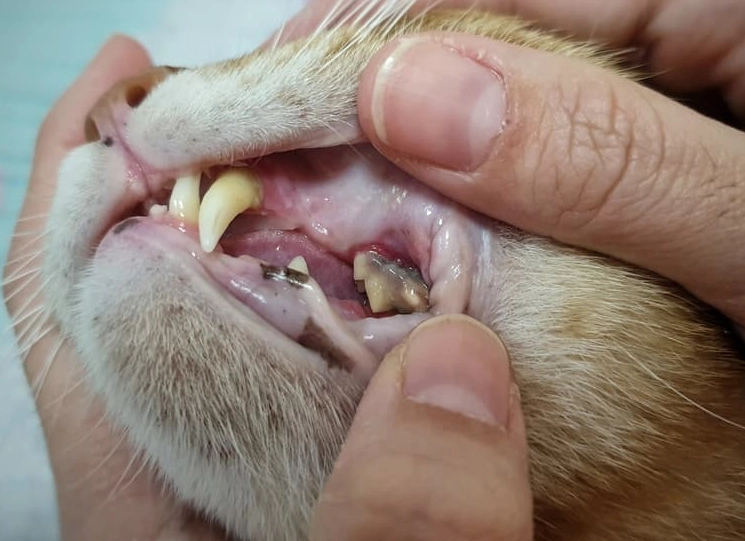 how to spot cat tooth issues