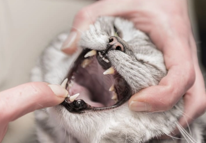 feline dental health check