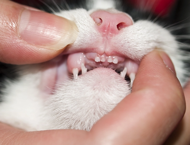 How to tell if a cat has dental problems?