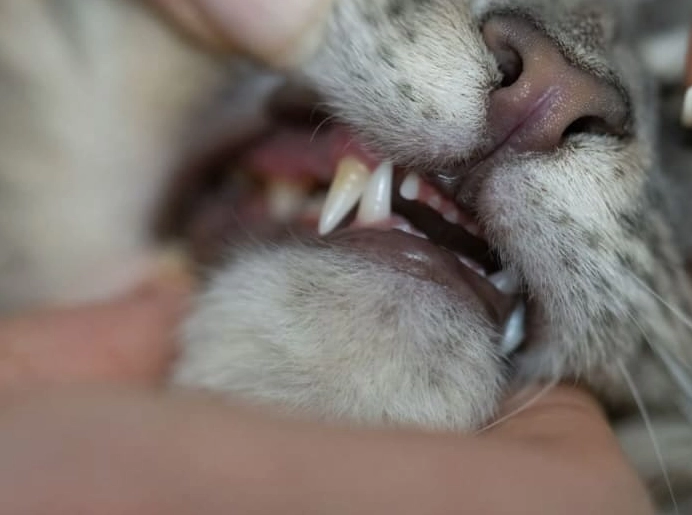 feline dental health check