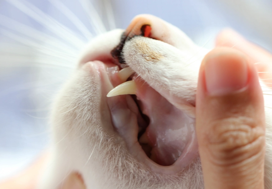 how to spot cat tooth issues