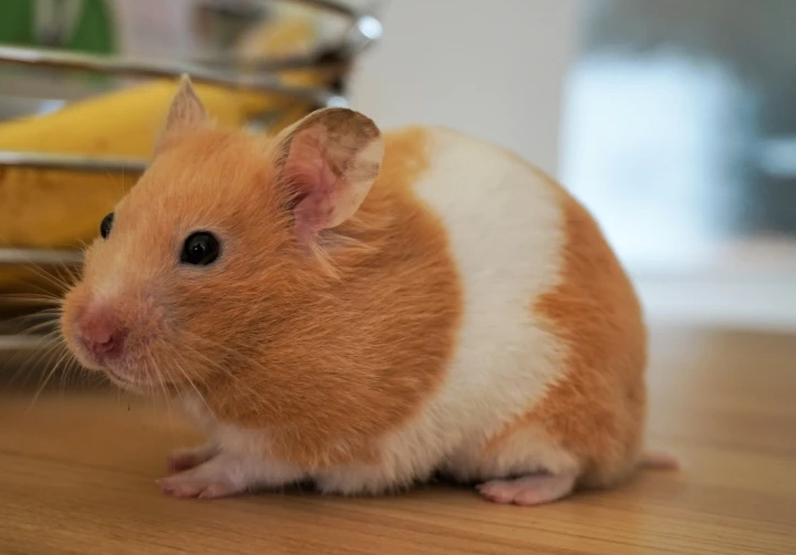 golden hamster types