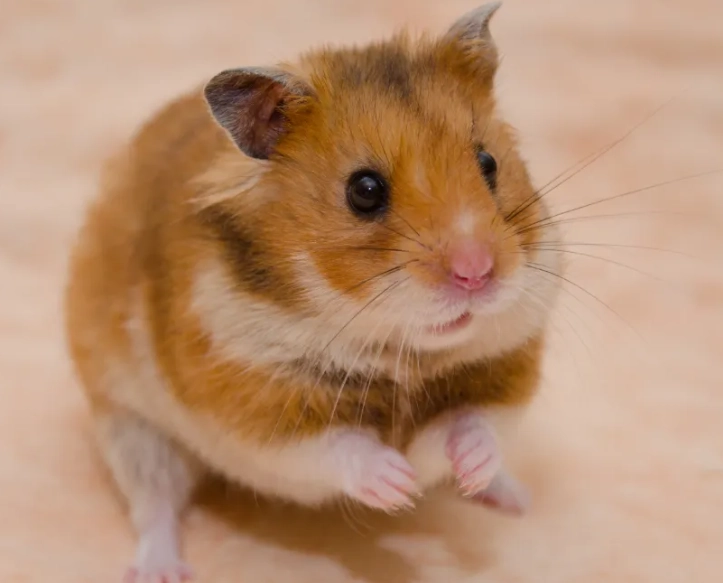 Syrian hamster colors